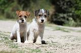 PARSON RUSSEL TERRIER 126